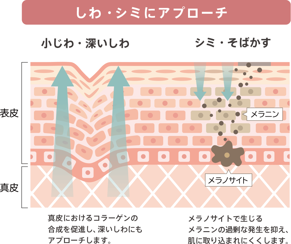 しわ・シミにアプローチ
